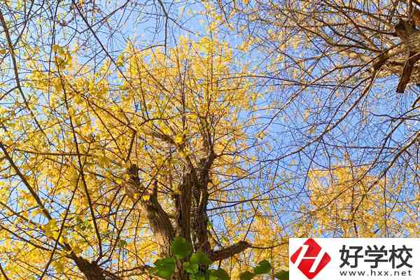 衡陽市瀟湘衛(wèi)生中等專業(yè)學校的專業(yè)就業(yè)方向如何？